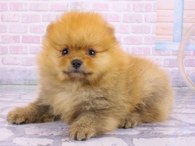 京都府のポメラニアン (Coo&RIKU京都河原町店/2026年2月14日生まれ/男の子/オレンジ)の子犬の3枚目の画像