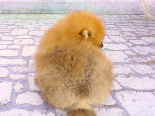 京都府のポメラニアン (Coo&RIKU京都河原町店/2026年2月14日生まれ/男の子/オレンジ)の子犬の4枚目の画像