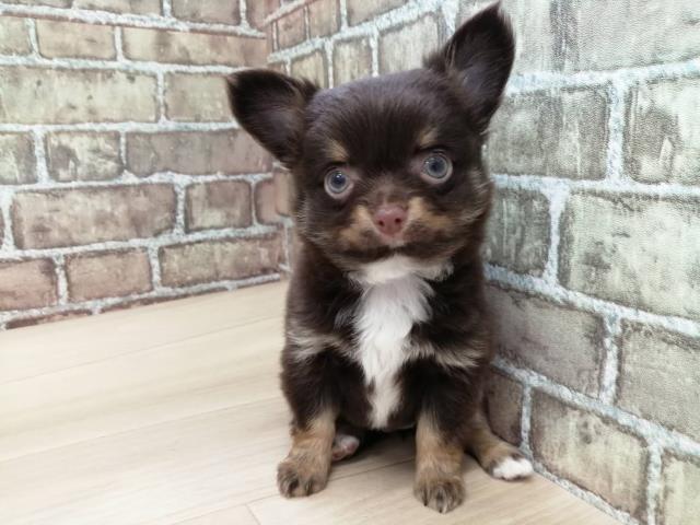 チワワ（ロングコート）