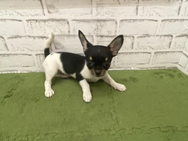 チワワ（ロングコート）