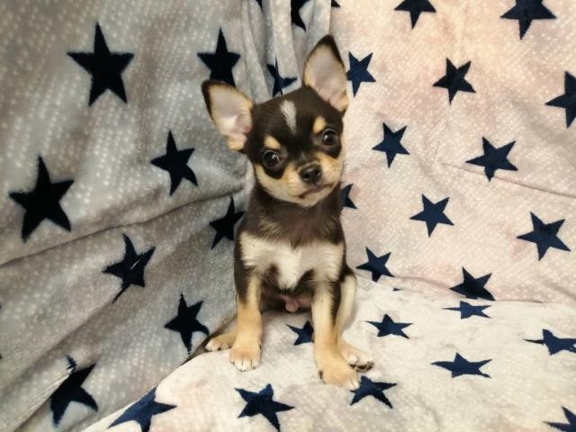 チワワ（ロングコート）