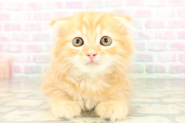 スコティッシュフォールド