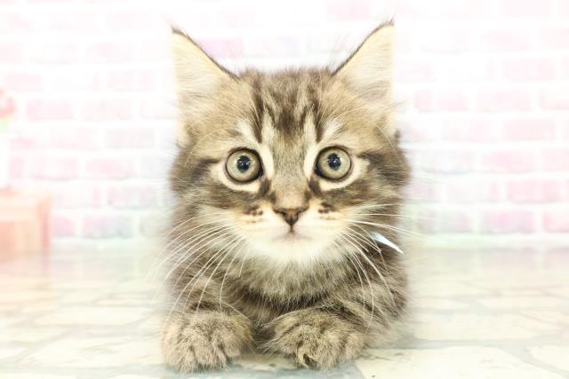 北海道のスコティッシュフォールド (Coo&RIKU釧路店/2026年2月12日生まれ/男の子/ブラウンタビー)の子猫の1枚目の画像