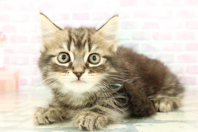 北海道のスコティッシュフォールド (Coo&RIKU釧路店/2026年2月12日生まれ/男の子/ブラウンタビー)の子猫の2枚目の画像