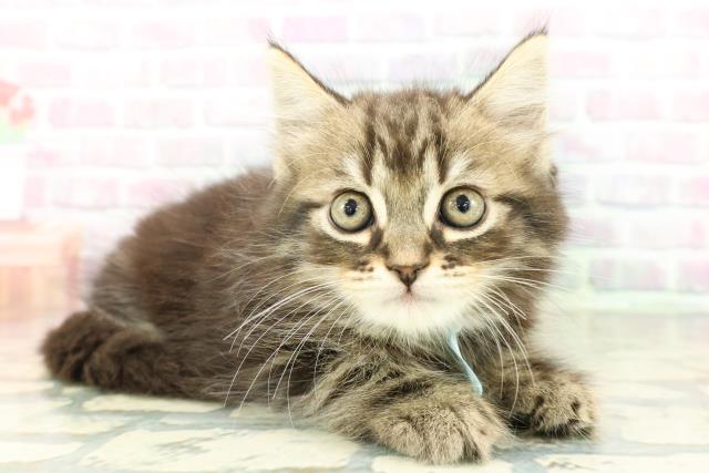 北海道のスコティッシュフォールド (Coo&RIKU釧路店/2026年2月12日生まれ/男の子/ブラウンタビー)の子猫の3枚目の画像