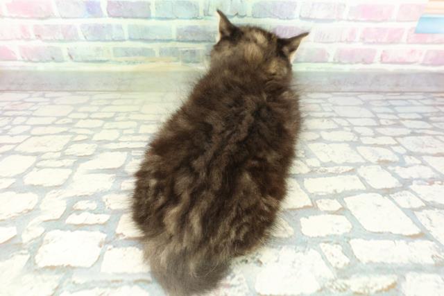 北海道のスコティッシュフォールド (Coo&RIKU釧路店/2026年2月12日生まれ/男の子/ブラウンタビー)の子猫の4枚目の画像