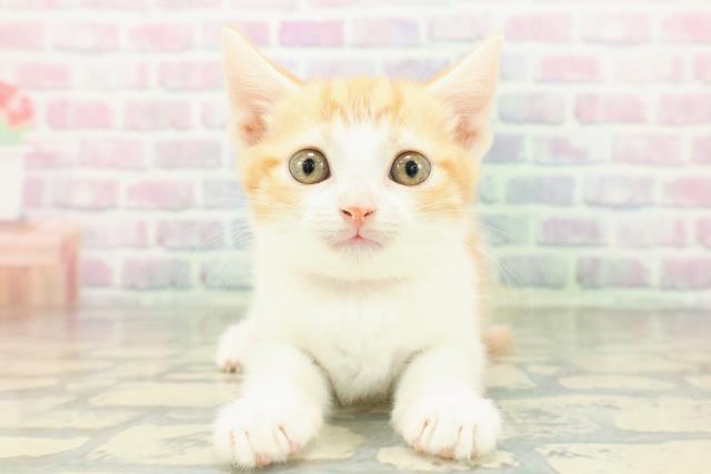 新潟県のスコティッシュフォールド (Coo&RIKU上越店/2026年2月12日生まれ/女の子/レッドタビーホワイト)の子猫の1枚目の画像