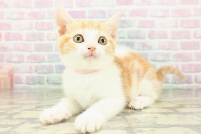 新潟県のスコティッシュフォールド (Coo&RIKU上越店/2026年2月12日生まれ/女の子/レッドタビーホワイト)の子猫の2枚目の画像