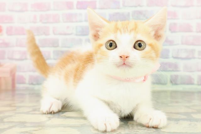 新潟県のスコティッシュフォールド (Coo&RIKU上越店/2026年2月12日生まれ/女の子/レッドタビーホワイト)の子猫の3枚目の画像