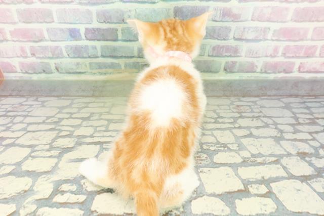 新潟県のスコティッシュフォールド (Coo&RIKU上越店/2026年2月12日生まれ/女の子/レッドタビーホワイト)の子猫の4枚目の画像