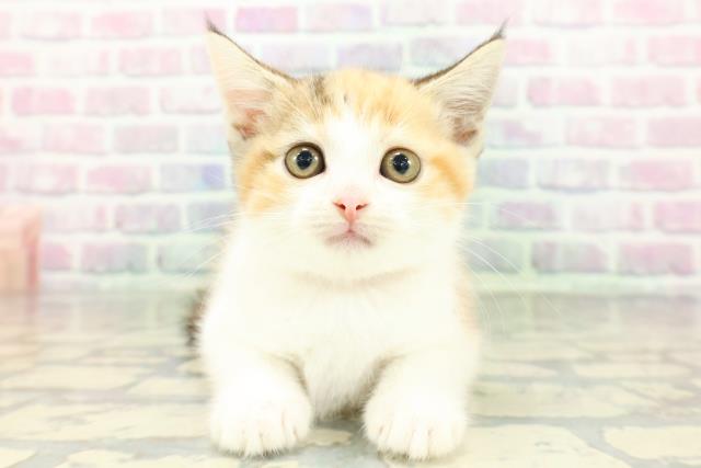 スコティッシュフォールド（立ち耳）