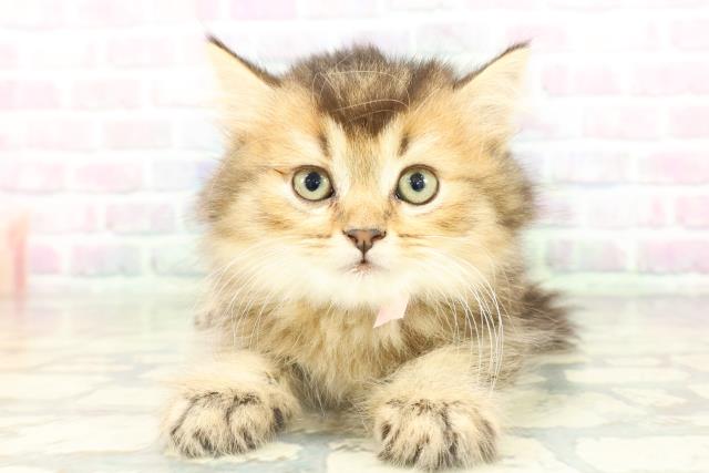 スコティッシュフォールド（立ち耳）