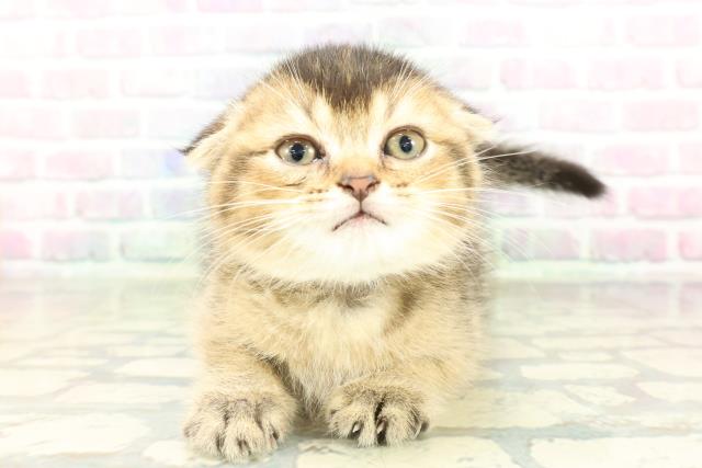 スコティッシュフォールド