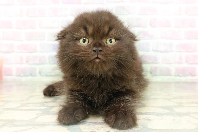 北海道のスコティッシュフォールド (Coo&RIKU室蘭店/2026年2月15日生まれ/男の子/ブラック)の子猫