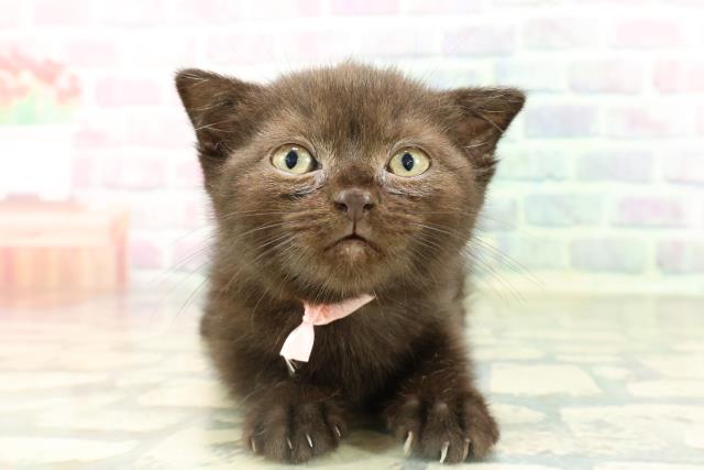 スコティッシュフォールド