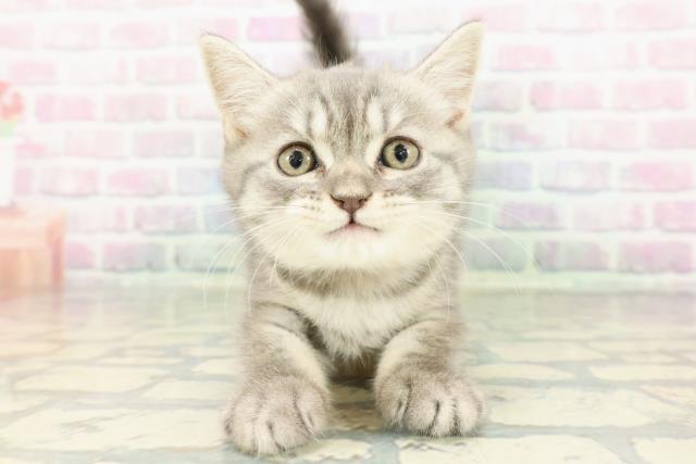 富山県のブリティッシュショートヘアー (Coo&RIKU富山店/2026年2月7日生まれ/女の子/ブルータビー)の子猫