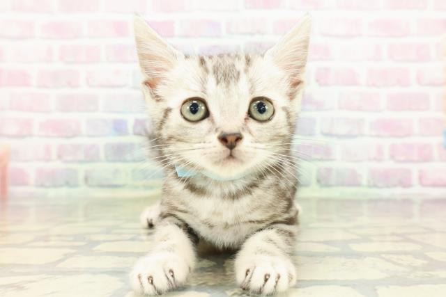 石川県のスコティッシュフォールド (Coo&RIKUイオン野々市南店/2026年2月10日生まれ/男の子/シルバータビー)の子猫の1枚目の画像