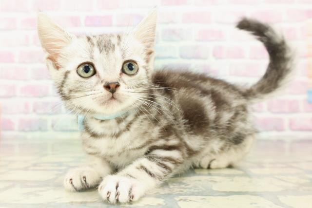 石川県のスコティッシュフォールド (Coo&RIKUイオン野々市南店/2026年2月10日生まれ/男の子/シルバータビー)の子猫の2枚目の画像