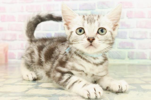 石川県のスコティッシュフォールド (Coo&RIKUイオン野々市南店/2026年2月10日生まれ/男の子/シルバータビー)の子猫の3枚目の画像