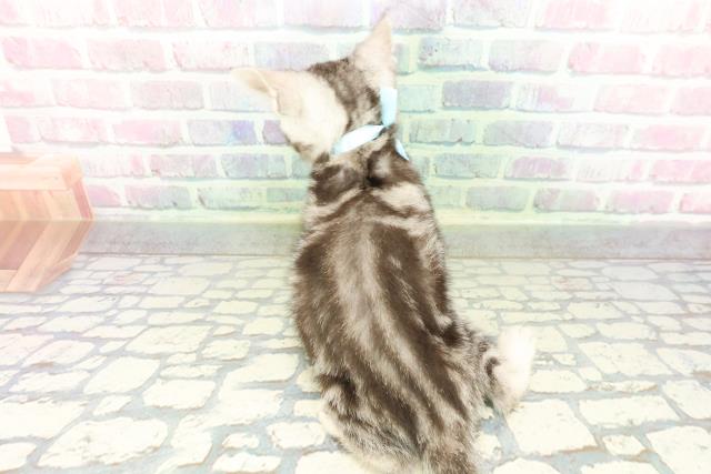 石川県のスコティッシュフォールド (Coo&RIKUイオン野々市南店/2026年2月10日生まれ/男の子/シルバータビー)の子猫の4枚目の画像