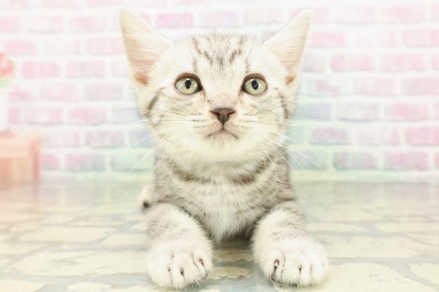 埼玉県のアメリカンショートヘアー (Coo&RIKU岩槻店/2026年2月10日生まれ/男の子/シルバータビー)の子猫の1枚目の画像