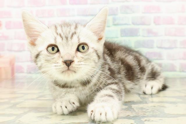 埼玉県のアメリカンショートヘアー (Coo&RIKU岩槻店/2026年2月10日生まれ/男の子/シルバータビー)の子猫の2枚目の画像