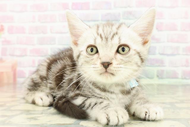 埼玉県のアメリカンショートヘアー (Coo&RIKU岩槻店/2026年2月10日生まれ/男の子/シルバータビー)の子猫の3枚目の画像