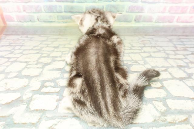 埼玉県のアメリカンショートヘアー (Coo&RIKU岩槻店/2026年2月10日生まれ/男の子/シルバータビー)の子猫の4枚目の画像