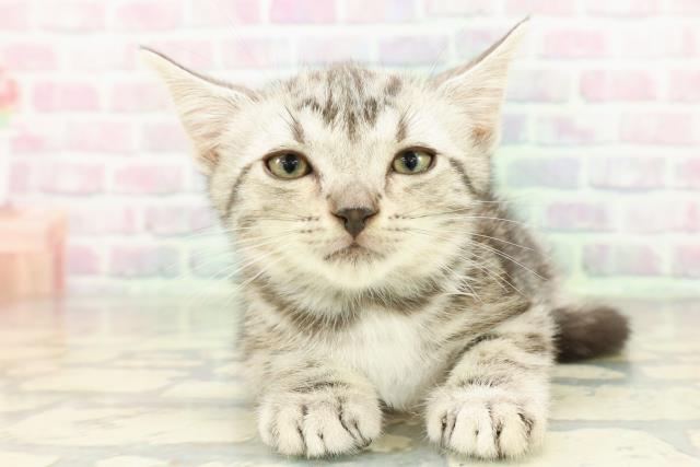 アメリカンショートヘアー