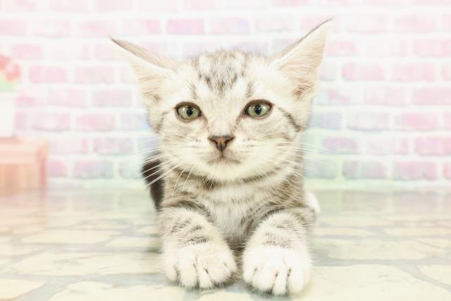 山梨県のアメリカンショートヘアー (Coo&RIKU甲府昭和通り店/2026年2月10日生まれ/男の子/シルバータビー)の子猫の1枚目の画像