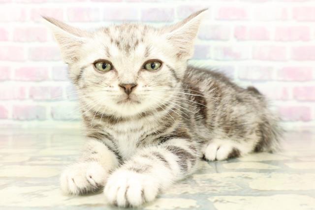 山梨県のアメリカンショートヘアー (Coo&RIKU甲府昭和通り店/2026年2月10日生まれ/男の子/シルバータビー)の子猫の2枚目の画像