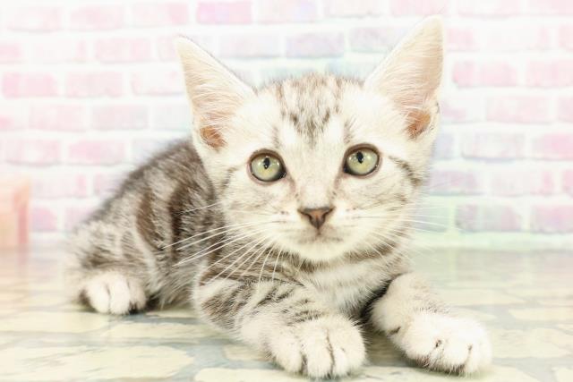 山梨県のアメリカンショートヘアー (Coo&RIKU甲府昭和通り店/2026年2月10日生まれ/男の子/シルバータビー)の子猫の3枚目の画像