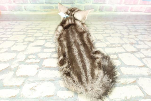 山梨県のアメリカンショートヘアー (Coo&RIKU甲府昭和通り店/2026年2月10日生まれ/男の子/シルバータビー)の子猫の4枚目の画像