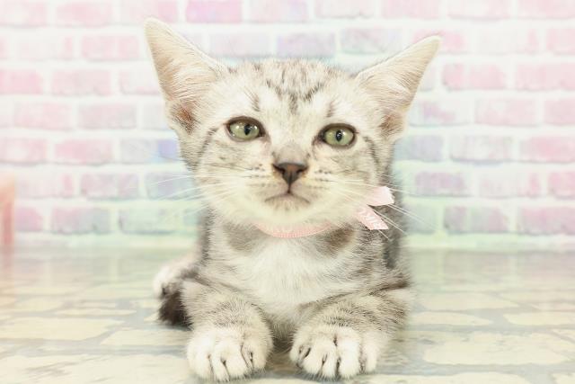 福島県のアメリカンショートヘアー (Coo&RIKU郡山店/2026年2月10日生まれ/女の子/シルバータビー)の子猫