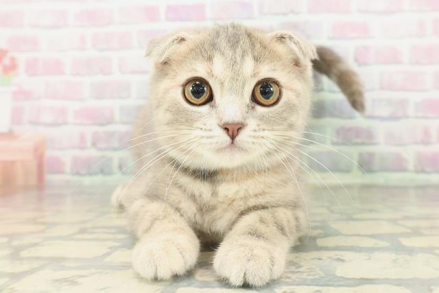 スコティッシュフォールド