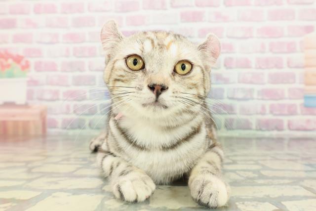 新潟県のアメリカンカール (Coo&RIKU上越店/2025年11月19日生まれ/女の子/シルバーパッチドタビー)の子猫の1枚目の画像