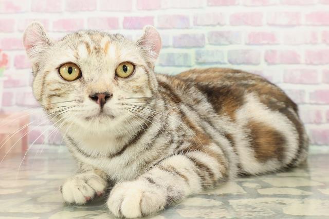 新潟県のアメリカンカール (Coo&RIKU上越店/2025年11月19日生まれ/女の子/シルバーパッチドタビー)の子猫の2枚目の画像