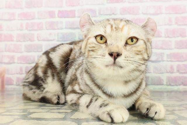 新潟県のアメリカンカール (Coo&RIKU上越店/2025年11月19日生まれ/女の子/シルバーパッチドタビー)の子猫の3枚目の画像