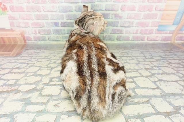 新潟県のアメリカンカール (Coo&RIKU上越店/2025年11月19日生まれ/女の子/シルバーパッチドタビー)の子猫の4枚目の画像