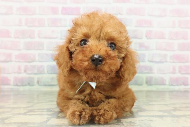 トイ・プードル