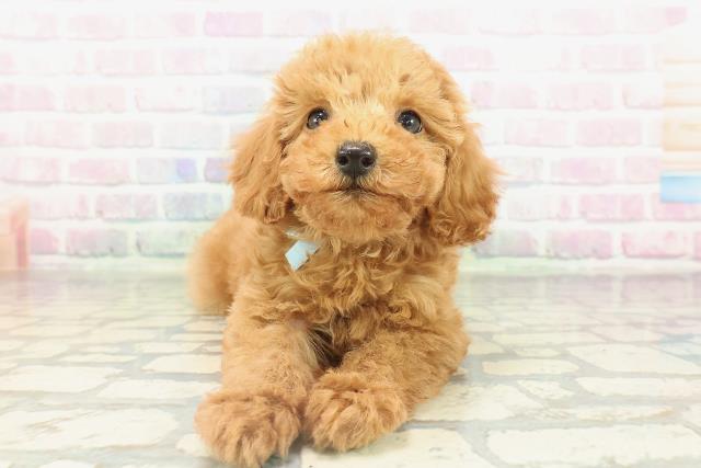 千葉県のトイプードル(トイ) (Coo&RIKUフレスポ稲毛店/2026年2月14日生まれ/男の子/レッド)の子犬