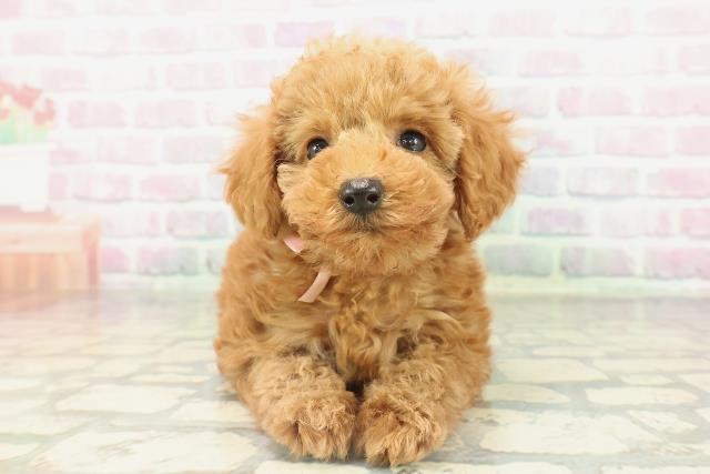 トイ・プードル