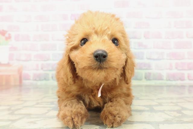 トイ・プードル