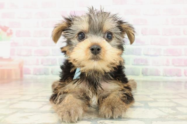 ヨークシャーテリア