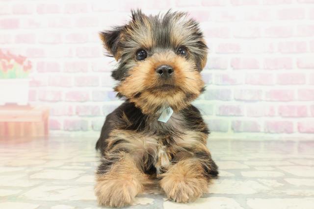 ヨークシャーテリア