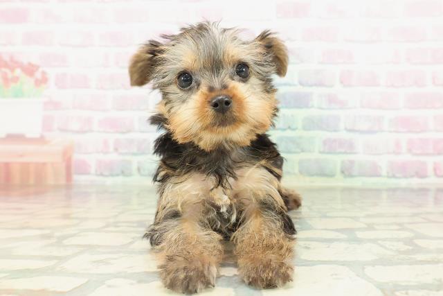 ヨークシャーテリア