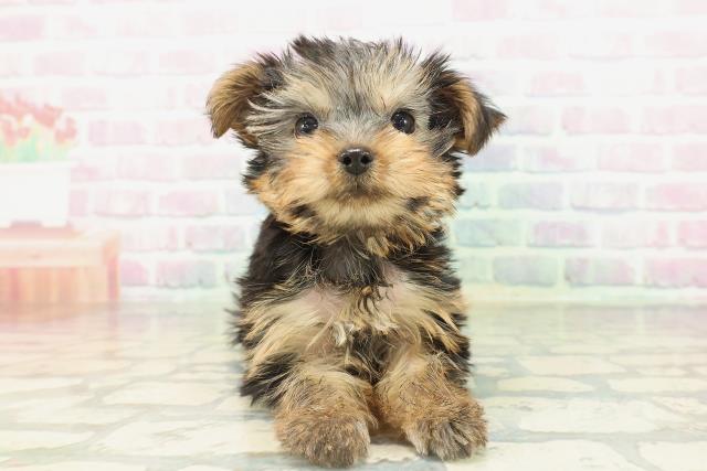 ヨークシャーテリア