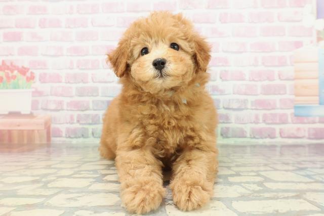 富山県のトイプードル(トイ) (Coo&RIKU富山店/2026年2月15日生まれ/男の子/アプリコット)の子犬の1枚目の画像