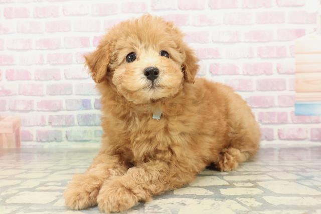 富山県のトイプードル(トイ) (Coo&RIKU富山店/2026年2月15日生まれ/男の子/アプリコット)の子犬の2枚目の画像