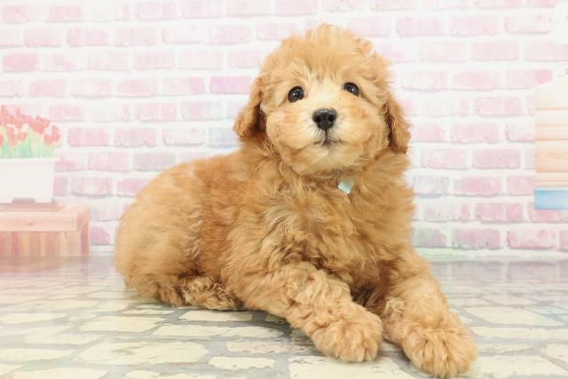 富山県のトイプードル(トイ) (Coo&RIKU富山店/2026年2月15日生まれ/男の子/アプリコット)の子犬の3枚目の画像